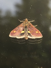 Pyrausta aurata