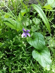 Viola uliginosa