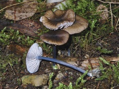 Entoloma asprellopsis