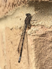 Enallagma cyathigerum