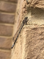 Enallagma cyathigerum