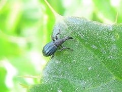 Perapion violaceum