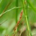 Puccinia obscura - Photo (c) Jeremy Barker, some rights reserved (CC BY-NC), uploaded by Jeremy Barker