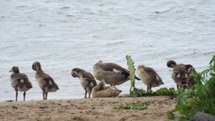 Alopochen aegyptiaca