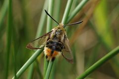 Hemaris tityus
