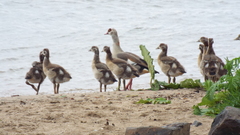 Alopochen aegyptiaca