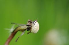 Phylloporia bistrigella