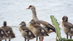 Alopochen aegyptiaca