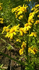 Senecio vernalis