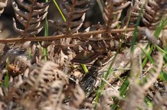 Phytometra viridaria