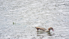 Alopochen aegyptiaca