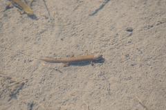 Lissotriton