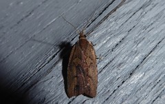 Planotortrix notophaea