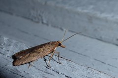 Planotortrix notophaea