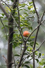 Melodinus cochinchinensis