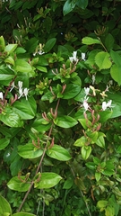 Lonicera japonica