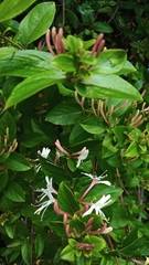 Lonicera japonica