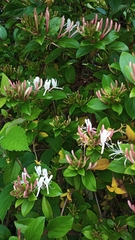 Lonicera japonica