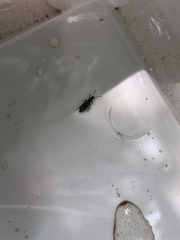 Polyphaga
