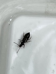 Polyphaga
