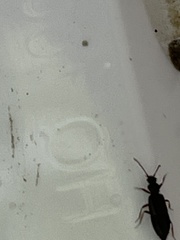 Polyphaga