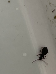 Polyphaga