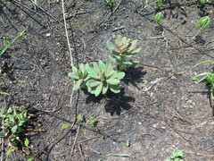 Euphorbia hylonoma