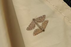 Eupithecia satyrata