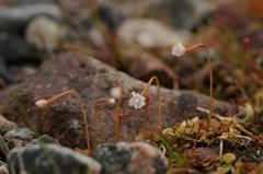 Epilobium brunnescens