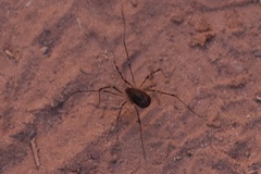 Protolophus dixiensis