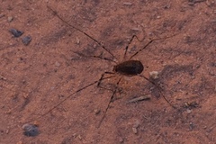 Protolophus dixiensis