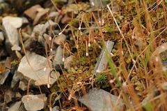 Epilobium brunnescens