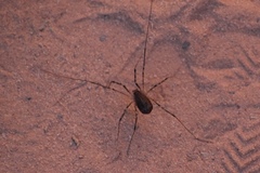 Protolophus dixiensis