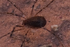 Protolophus dixiensis