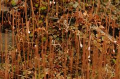 Epilobium brunnescens