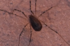 Protolophus dixiensis