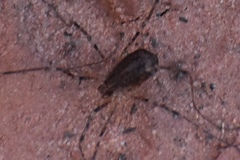 Protolophus dixiensis