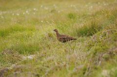 Lagopus lagopus scotica