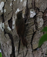 Xiphorhynchus flavigaster