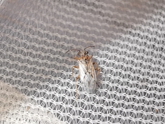 Nysius graminicola