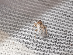 Nysius graminicola