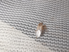 Nysius graminicola