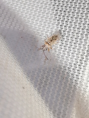 Nysius graminicola