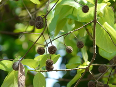 Mitragyna parvifolia