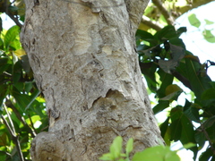 Mitragyna parvifolia