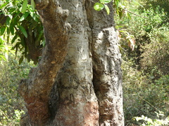 Mitragyna parvifolia