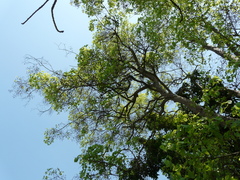 Mitragyna parvifolia