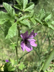 Malva sylvestris
