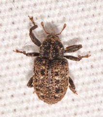 Apteromechus ferratus