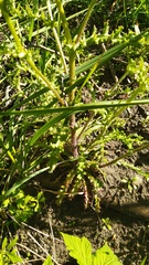 Senecio vernalis